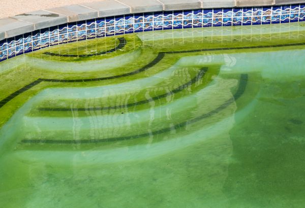 Cost of Pool Deck Algae Removal in North Little Rock